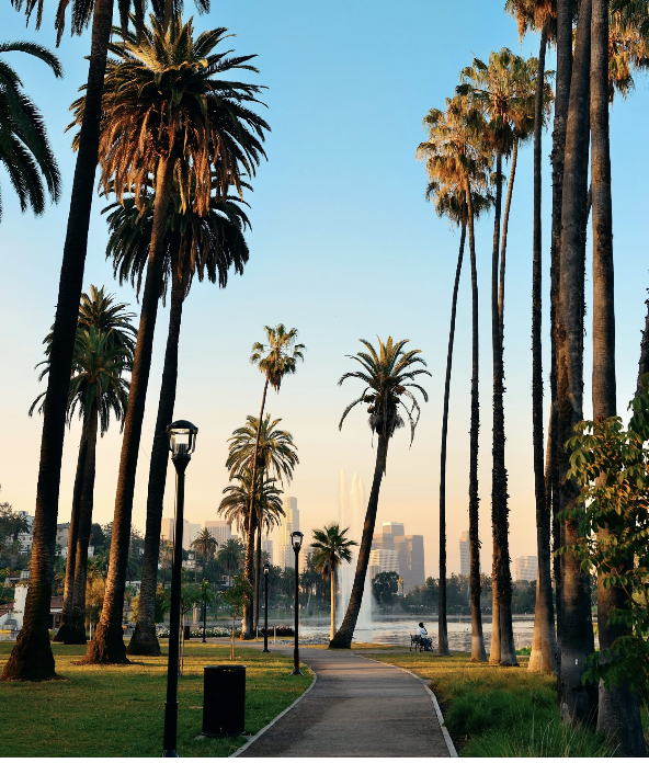 Palm trees