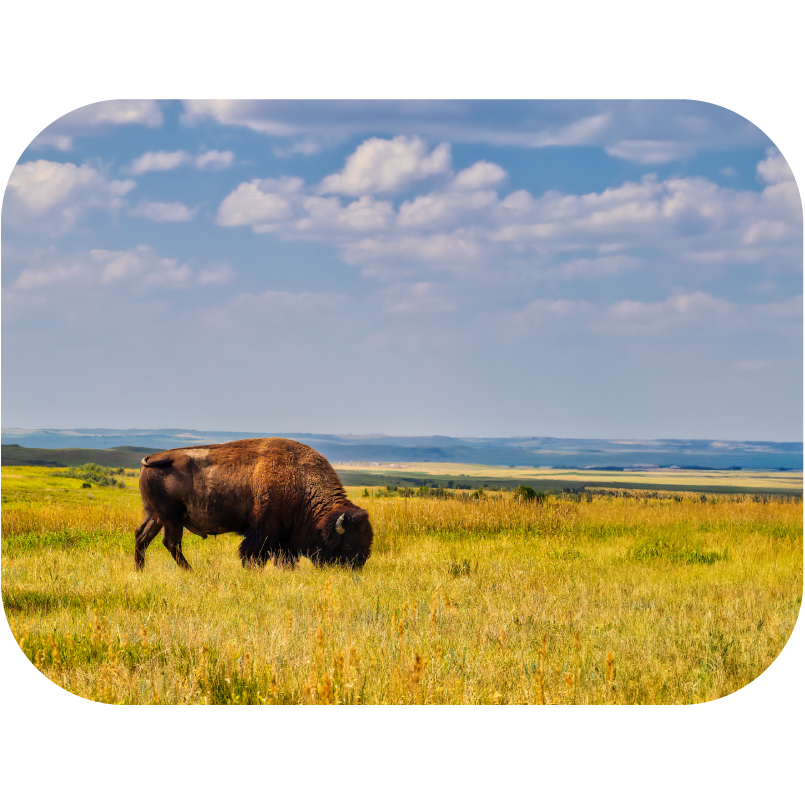 North Dakota Physical Therapy License Guide