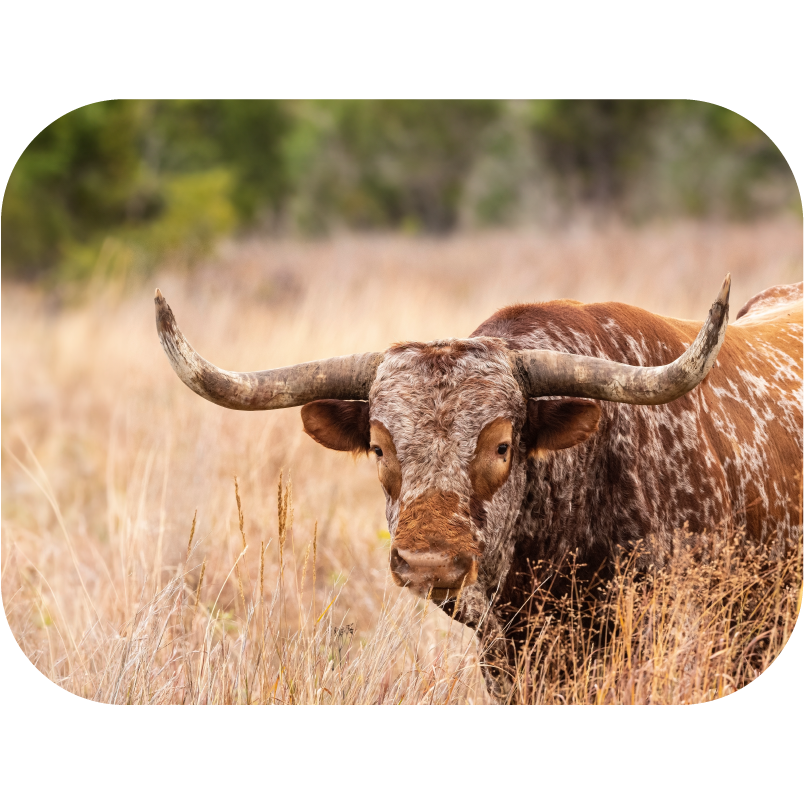 Texas Nursing License Guide